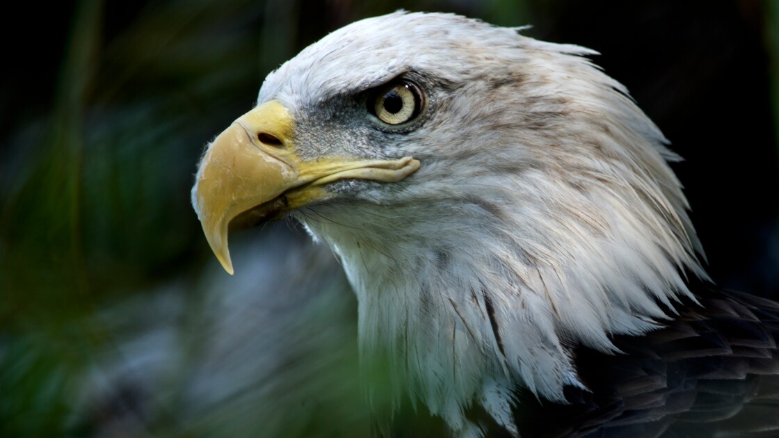 Le gouvernement américain détricote la loi protégeant les espèces menacées  - Geo.fr