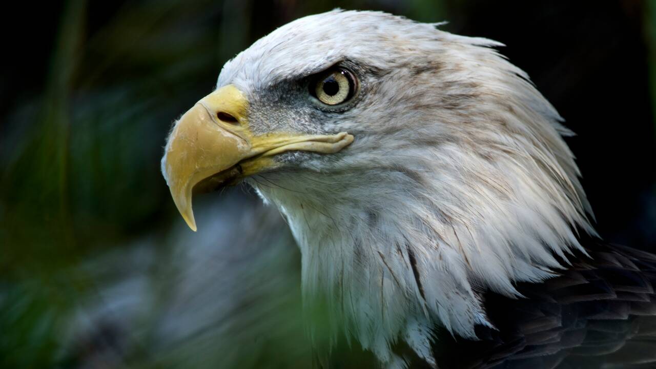 Le gouvernement américain détricote la loi protégeant les espèces menacées