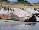 Finistère: une baleine de 13 mètres s'échoue sur une plage