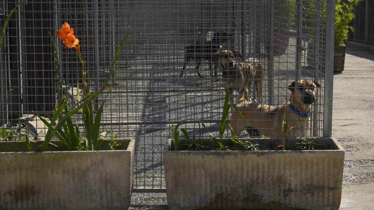 A Plaisir, le refuge SPA peine à gérer l'afflux d'animaux abandonnés