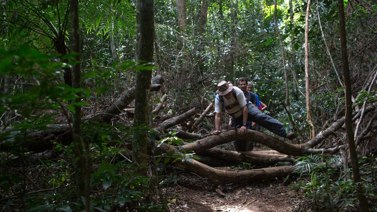 Au Brésil, un sentier de 8.000 km pour sauver la forêt atlantique