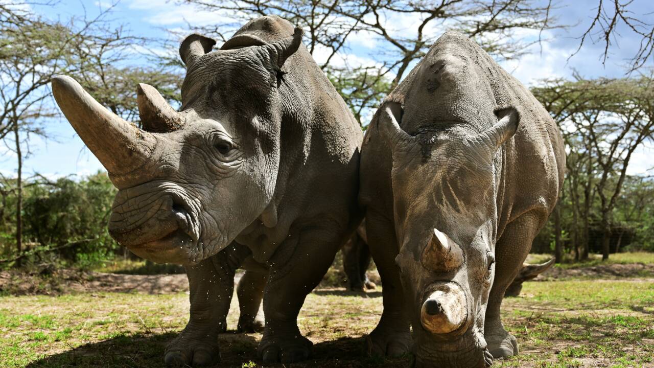 Kenya : des scientifiques font un pas de plus pour sauver le rhinocéros blanc du Nord