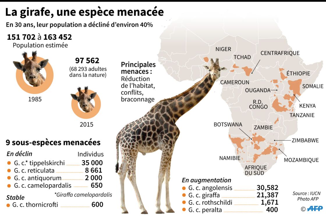 Role Des Taches Taille Du Cou Chiffres Et Infos Insolites Sur La Girafe Geo Fr