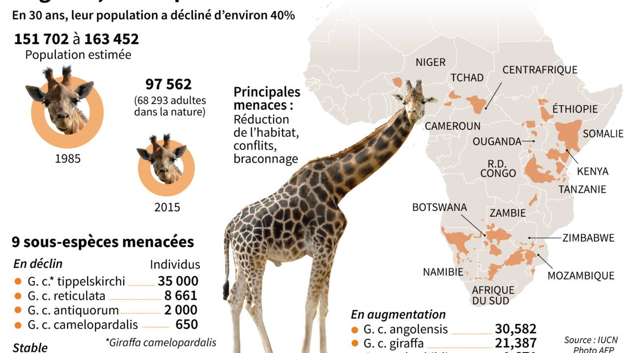 Role Des Taches Taille Du Cou Chiffres Et Infos Insolites Sur La Girafe Geo Fr