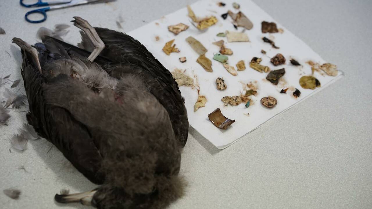 Pollution : comment l'ingestion de plastique affecte l'organisme des oiseaux marins