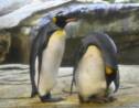 Au zoo de Berlin, un couple de manchots mâles couvent un oeuf