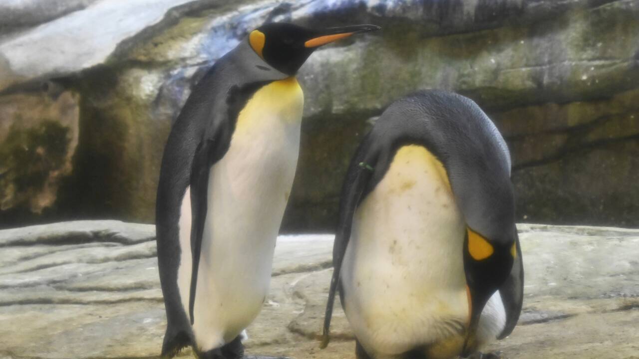 Au zoo de Berlin, un couple de manchots mâles couvent un oeuf