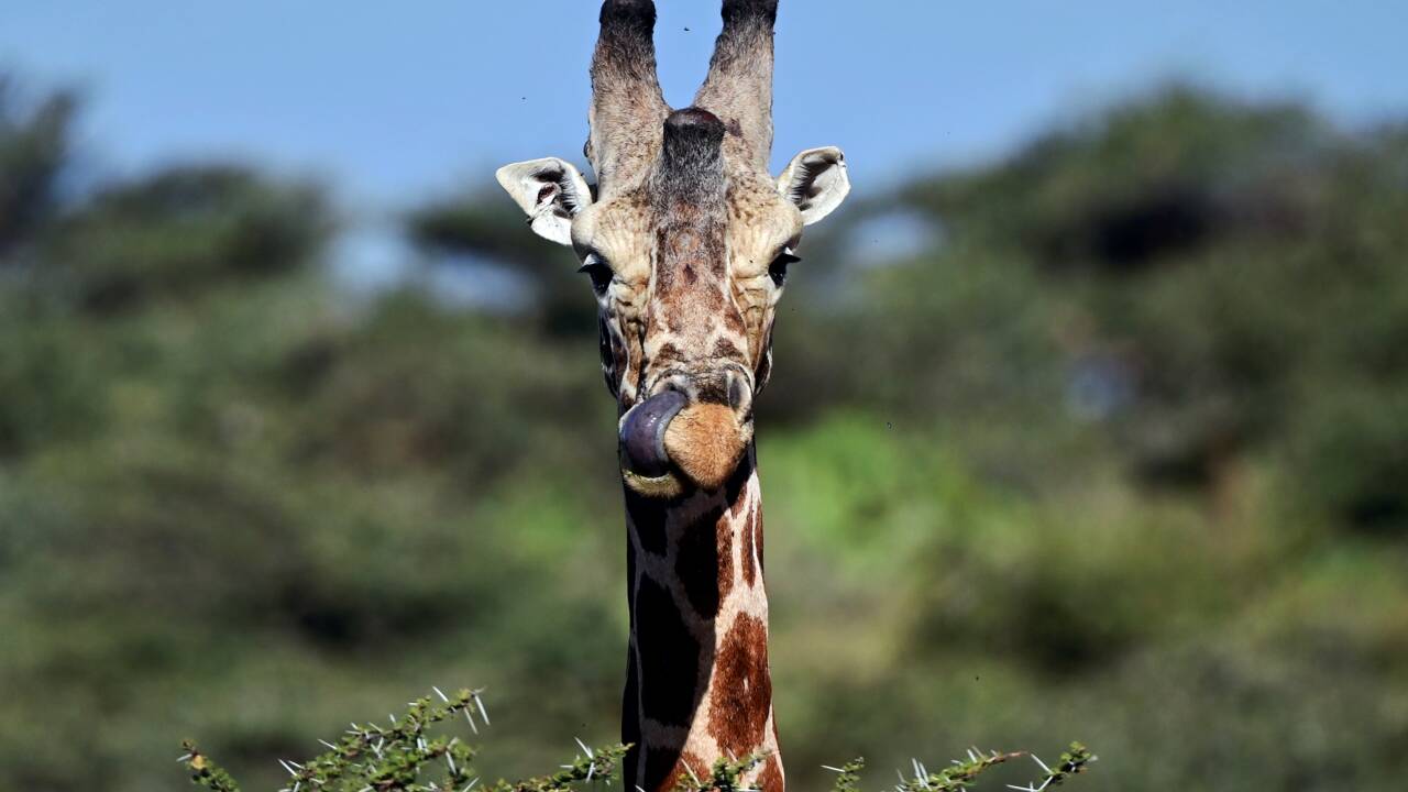 La CITES vote en faveur de la protection des girafes