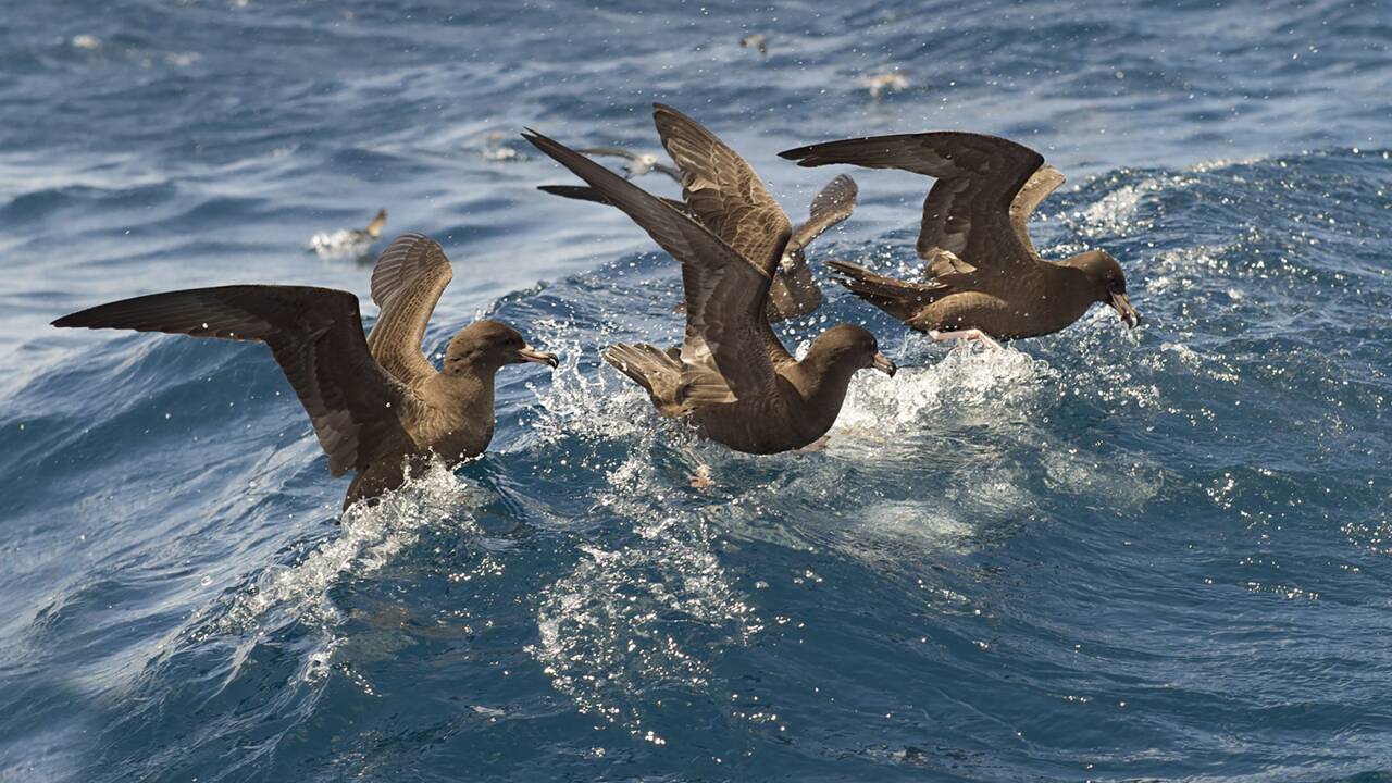 Pollution : comment l'ingestion de plastique affecte l'organisme des oiseaux marins