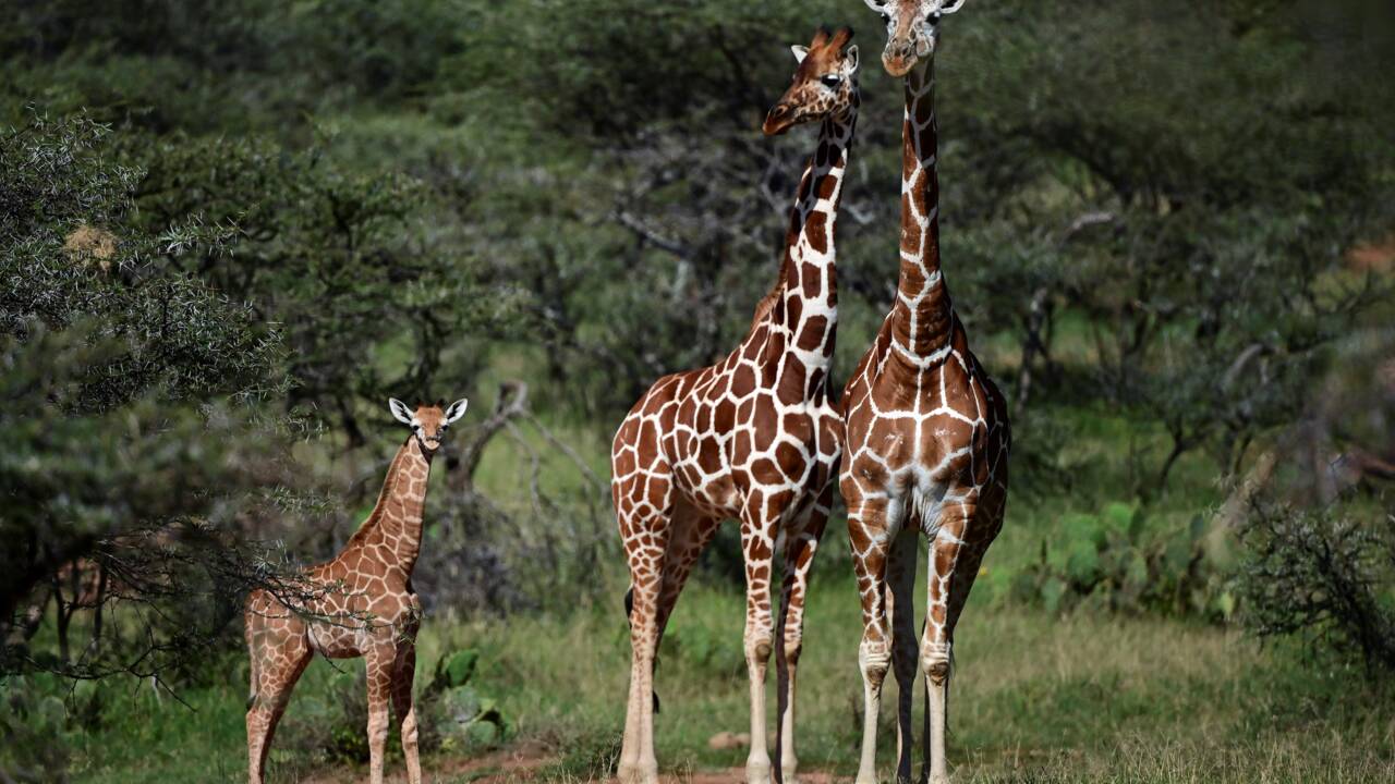 En Afrique, la girafe et la menace d'"extinction silencieuse"