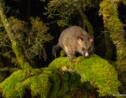 Les plus belles photos de nature de l'Australie à la Nouvelle-Zélande récompensées en 2019