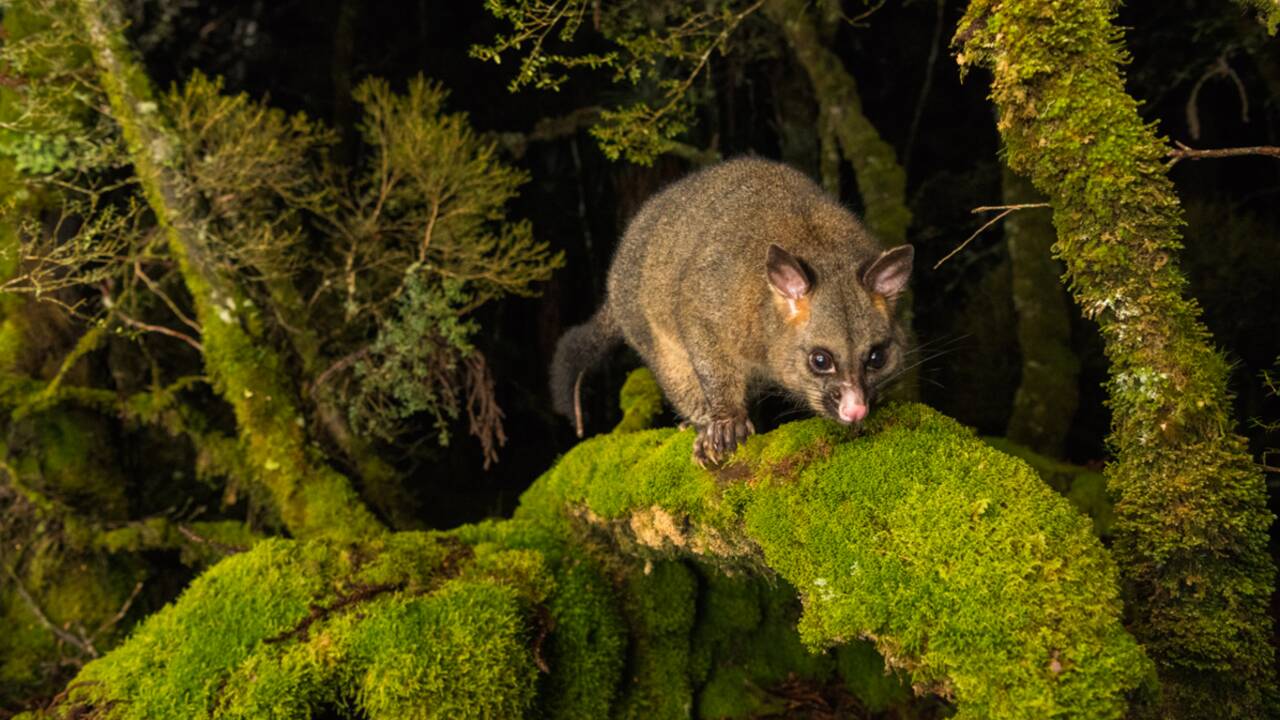 Les plus belles photos de nature de l'Australie à la Nouvelle-Zélande récompensées en 2019
