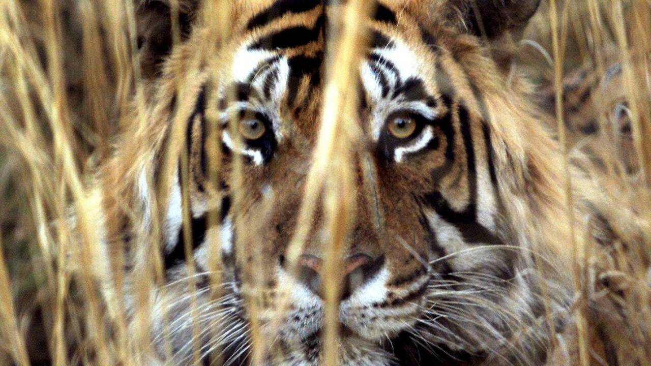 Plus de 2.300 tigres, victimes de trafic, saisis depuis 2000