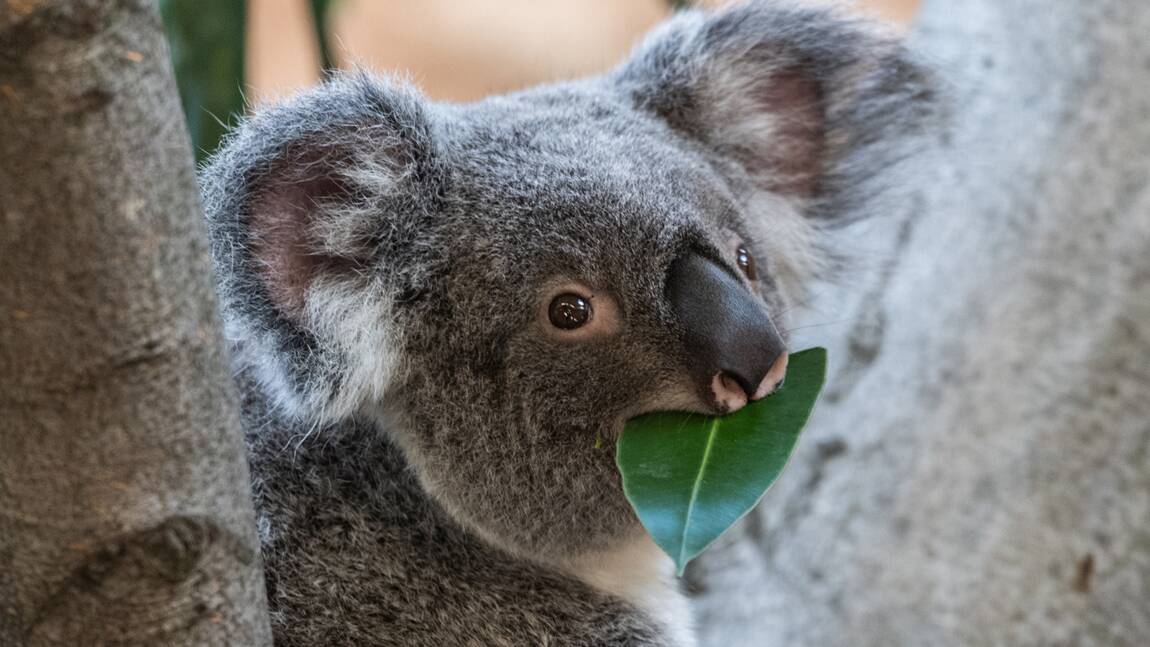 En Australie, des capsules de matières fécales pourraient aider à sauver les koalas