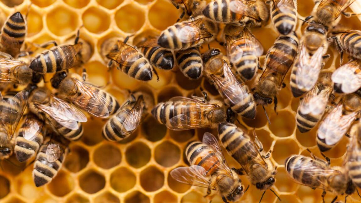 Près de 500 millions d'abeilles sont mortes en quelques mois au Brésil