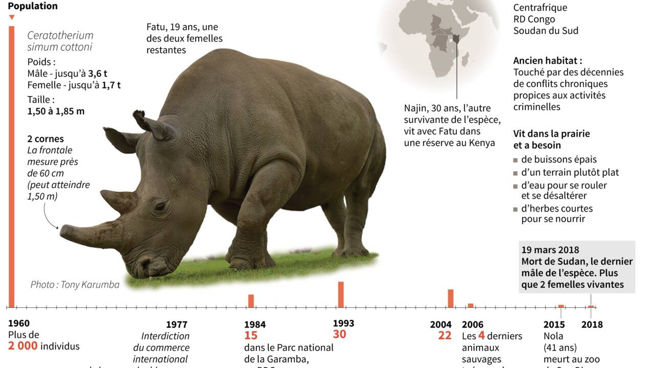 Kenya : des scientifiques font un pas de plus pour sauver le rhinocéros blanc du Nord