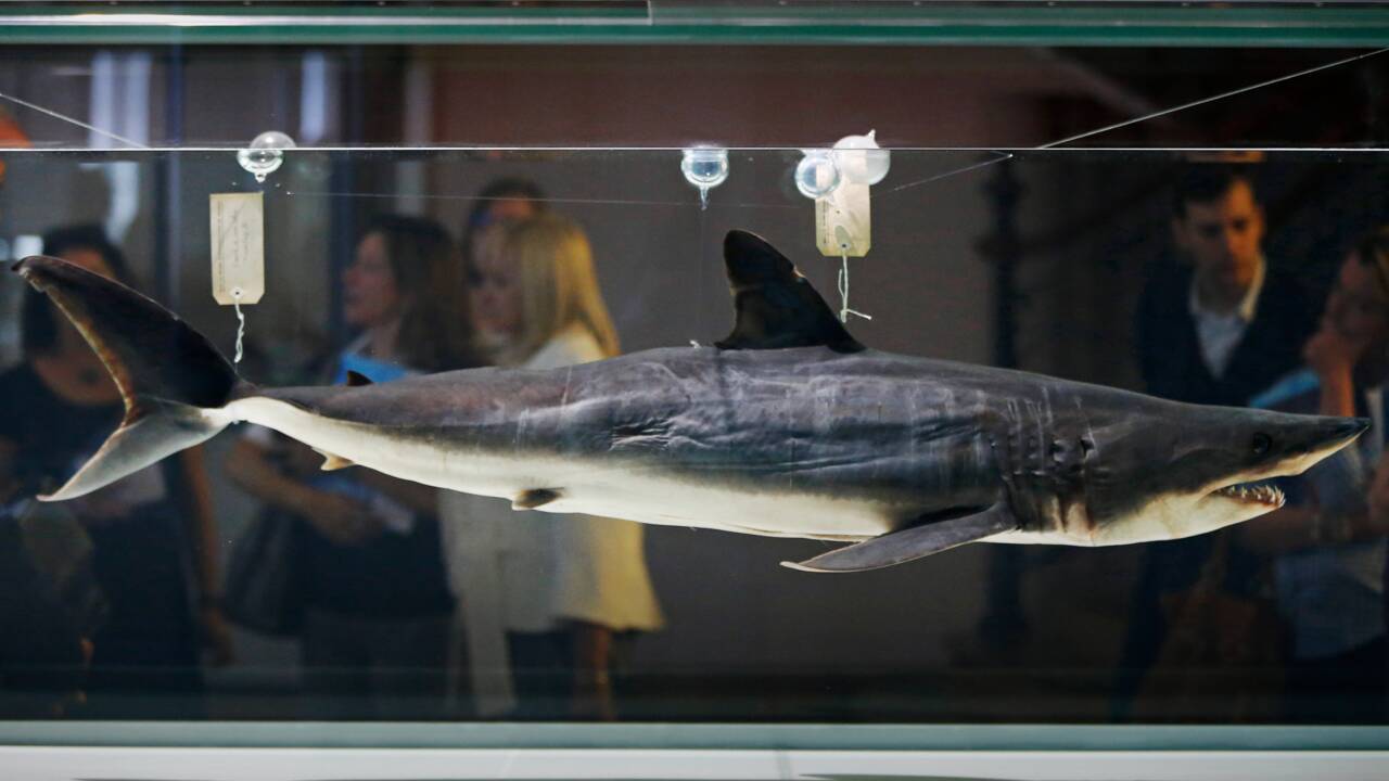 La CITES vote pour la protection des requins makos