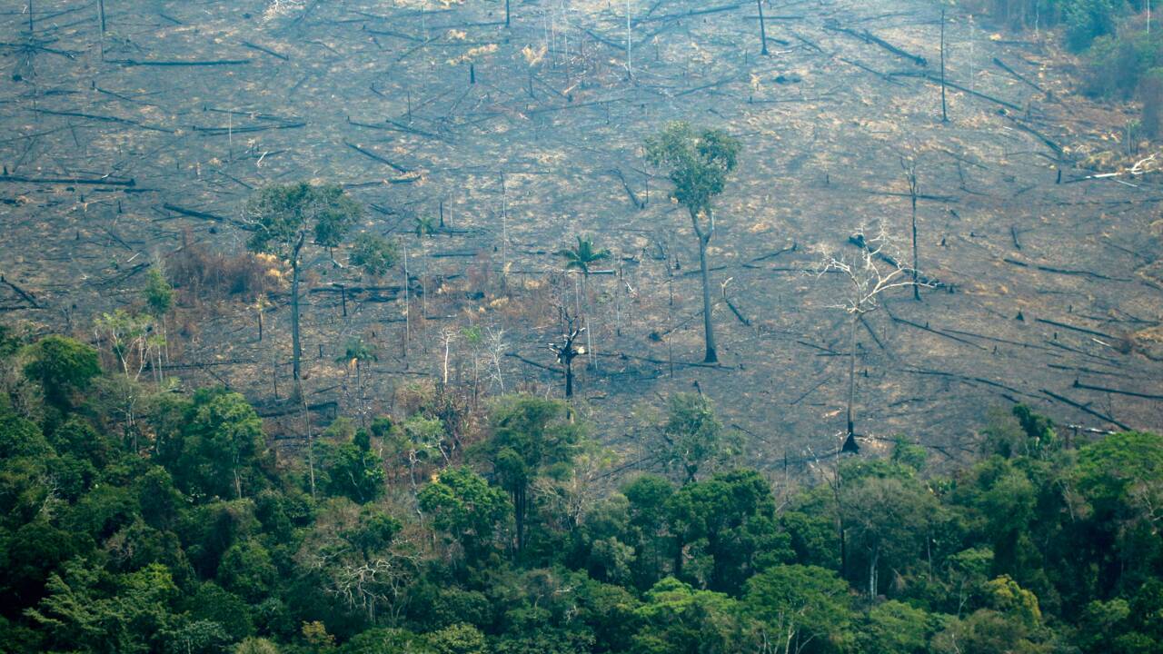 Amazonie: le G7 mobilise des moyens contre les feux