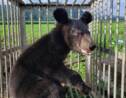 Laos: cinq ours noirs d'Asie, espèce en danger, sauvés en une journée