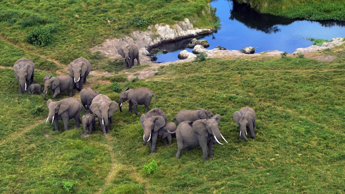 La vente légale d'éléphants sauvages d'Afrique à des zoos pratiquement interdite
