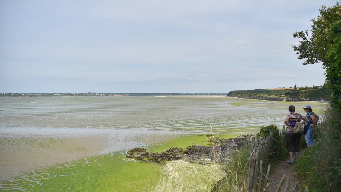 Algues vertes: échouages en baisse mais toujours importants en Bretagne