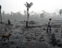 Amazonie: pendant l'épidémie, la déforestation s'accélère