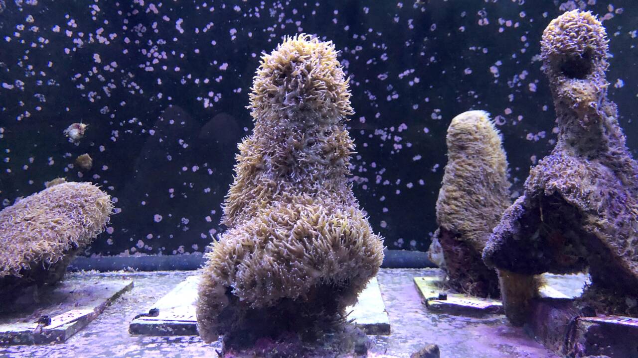 Des scientifiques ont réussi à induire la reproduction de corail atlantique en laboratoire