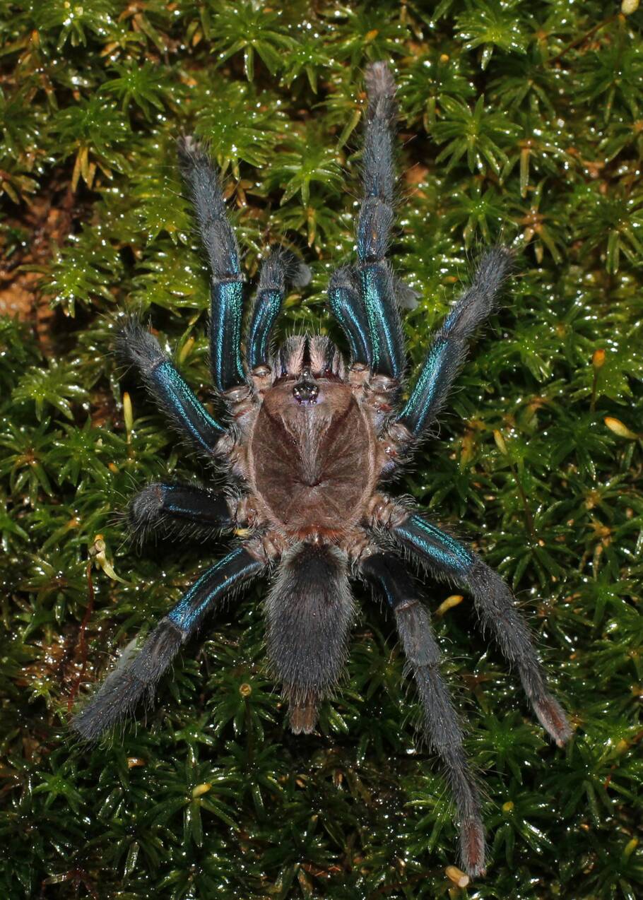 Une nouvelle espèce de mygale aux pattes bleutées découverte dans la forêt du Sri Lanka