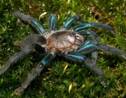 Une nouvelle espèce de mygale aux pattes bleutées découverte dans la forêt du Sri Lanka