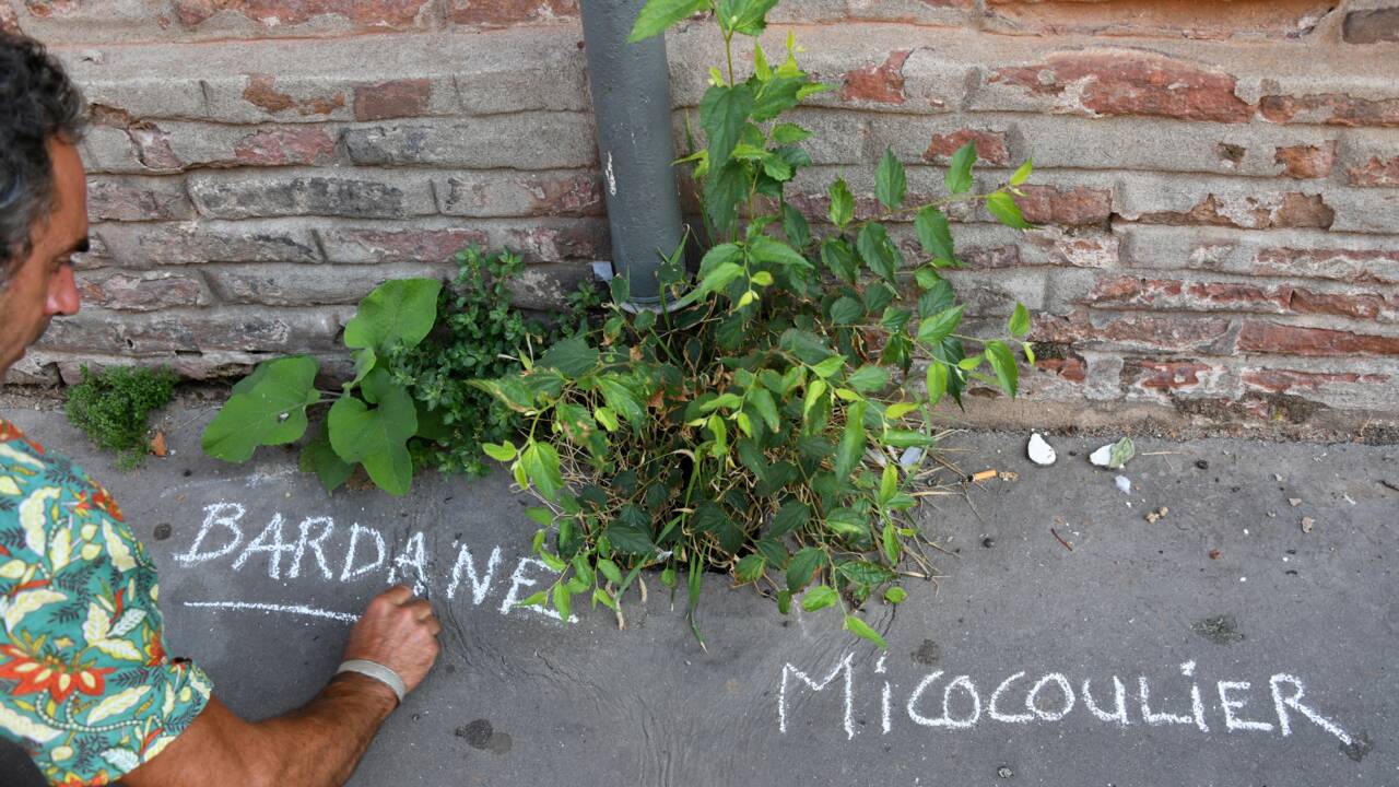 Opération graffiti à Toulouse pour "laisser pousser" les plantes sauvages