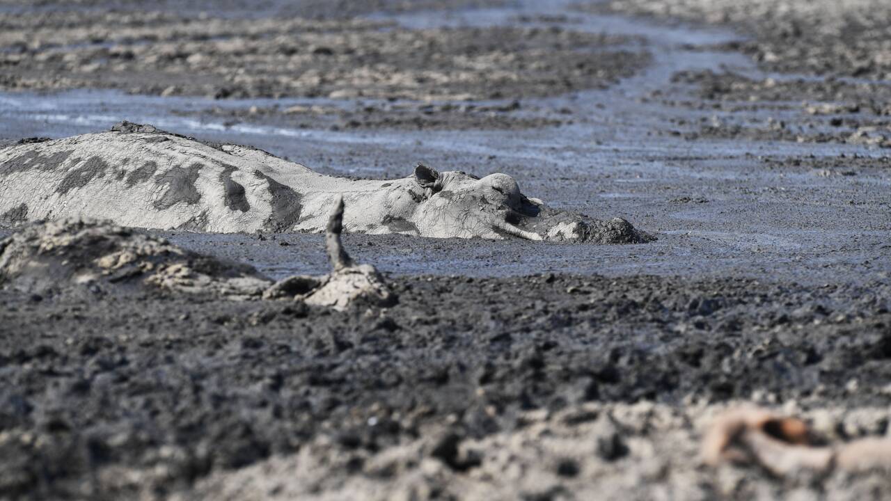 Hippopotames et bétail piégés par la sécheresse au Botswana