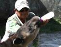Au Honduras, un zoo de narcotrafiquants s'est changé en refuge pour tapirs menacés