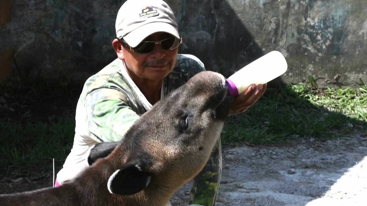 Au Honduras, un zoo de narcotrafiquants s'est changé en refuge pour tapirs menacés