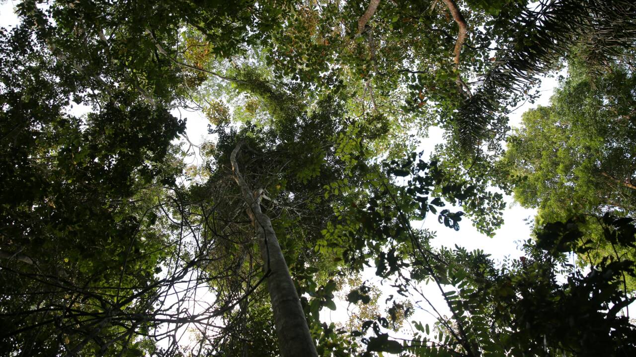 Déforestation en Amazonie: la Guyane surtout menacée par l'orpaillage