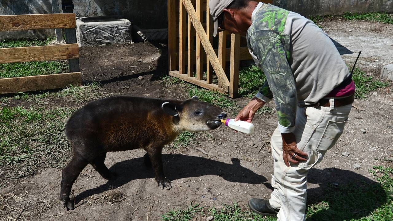Au Honduras, un zoo de narco-trafiquants transformé en refuge de tapirs