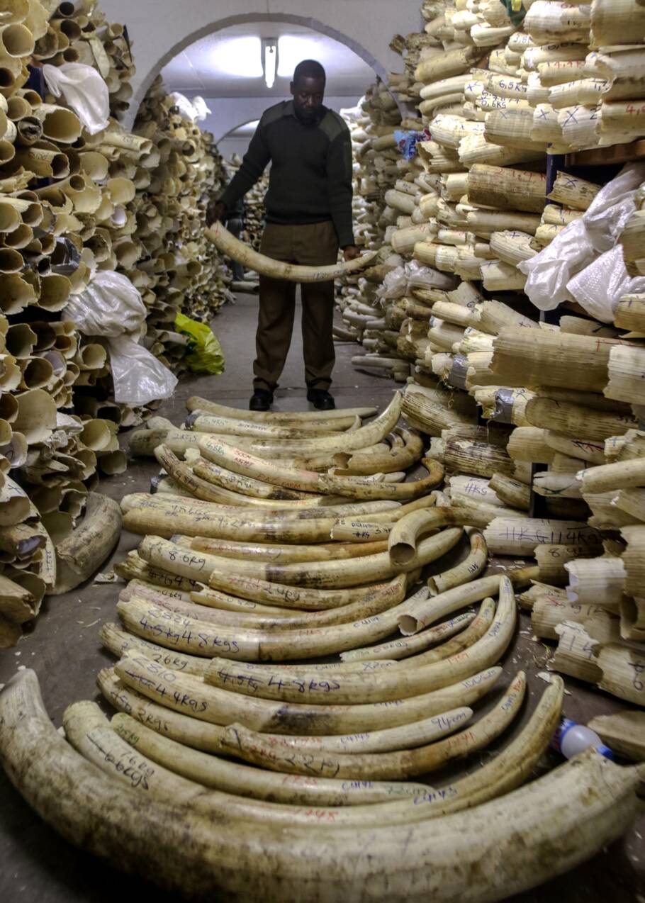 L'Afrique australe prête à tourner le dos au monde pour vendre son ivoire