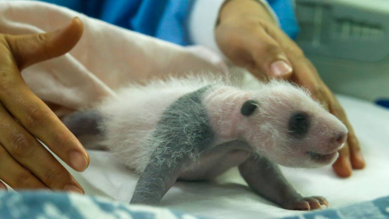 Allemagne: naissance de deux pandas au zoo de Berlin