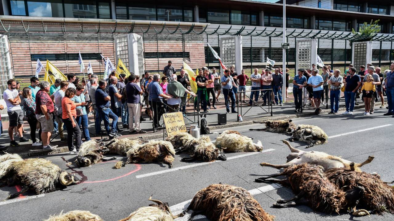 Pyrénées: des éleveurs manifestent après une probable attaque d'ours