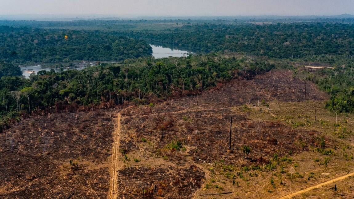 En Amazonie, la déforestation cède la place à l'élevage, puis aux friches