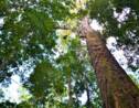 Le "plus grand" arbre d'Amazonie ne serait pas menacé par les feux