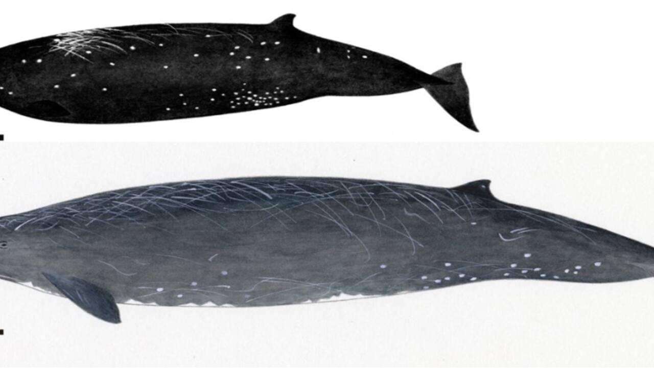 Une nouvelle espèce de baleine à bec découverte au large du Japon