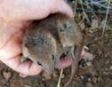 Australie: quand des marsupiaux meurent d'"intenses" accouplements