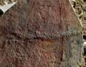 Chine : découverte exceptionnelle d'un ver vieux de 550 millions d'années