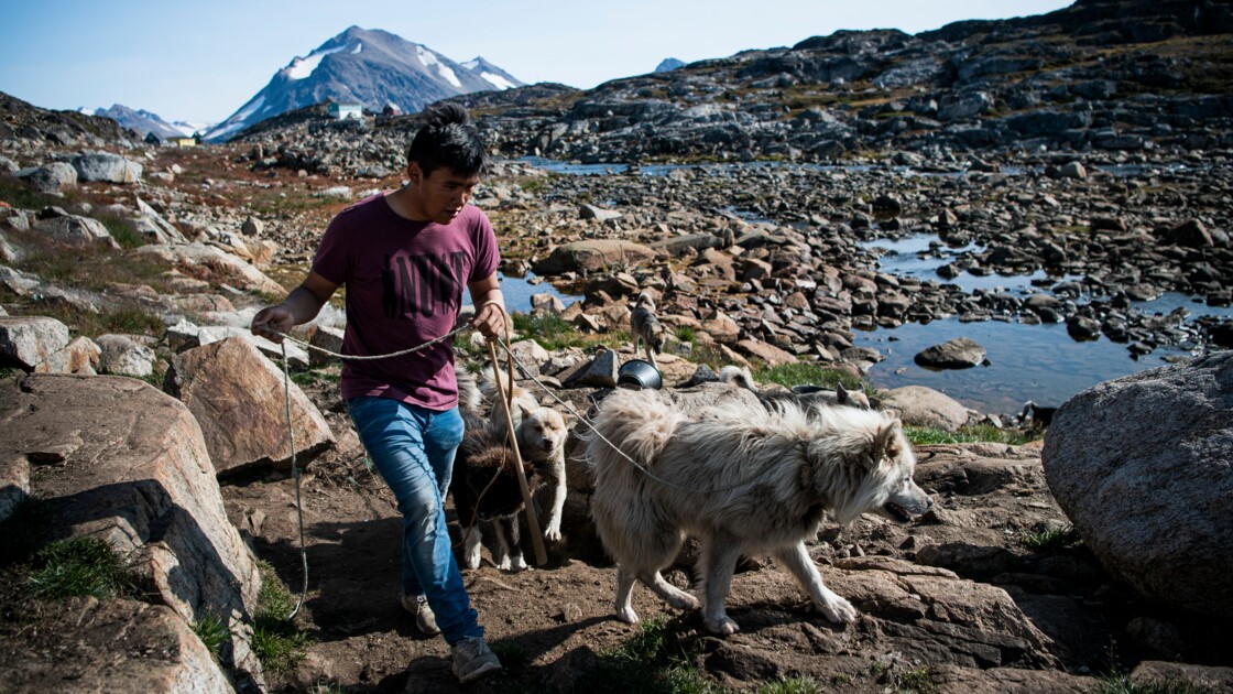 Au Groenland Les Chiens De Traîneau Menacés Par La Fonte