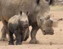 Braconnage : quelles actions pour enrayer la demande de cornes de rhinocéros au Vietnam ?