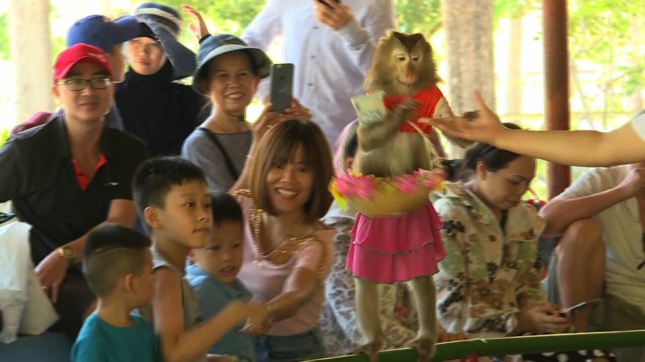 Au Vietnam, l'île aux singes amuse les touristes mais pas les macaques