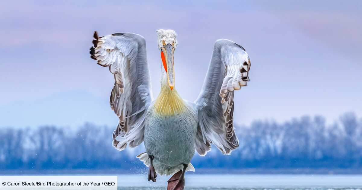 Les magnifiques photos d'oiseaux par le Bird Photographer