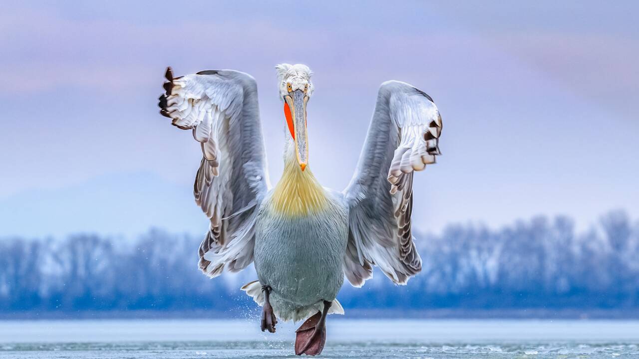 Les magnifiques photos d'oiseaux récompensées par le Bird Photographer of the Year