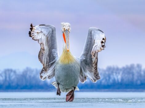Bird Photographer of the Year : les magnifiques photos d'oiseaux récompensées en 2019