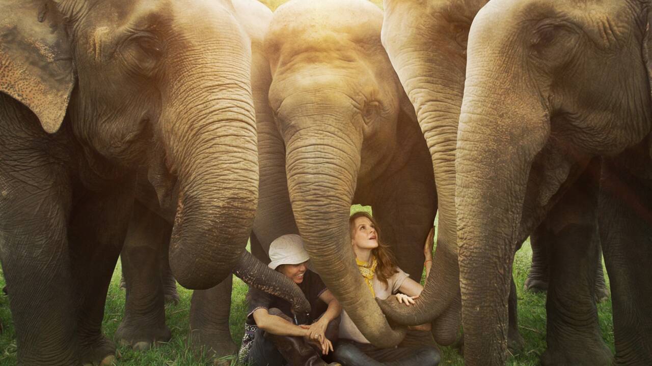 Love & Bananas : au coeur du sauvetage d'un éléphant exploité pour le tourisme en Thaïlande
